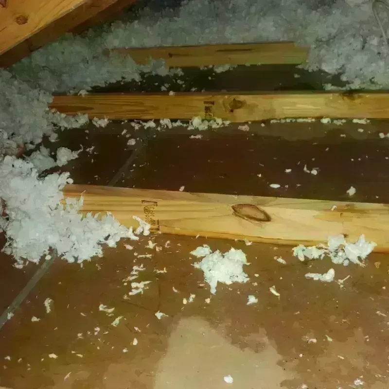 Attic Water Damage in Albertville, MN