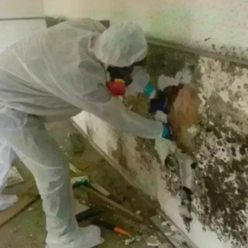 Mold Remediation and Removal in Albertville, MN